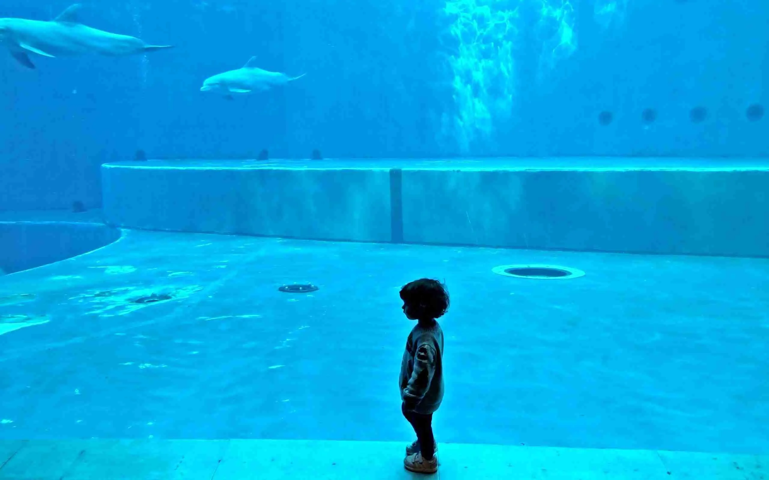 acquario di genova vasca con i delfini