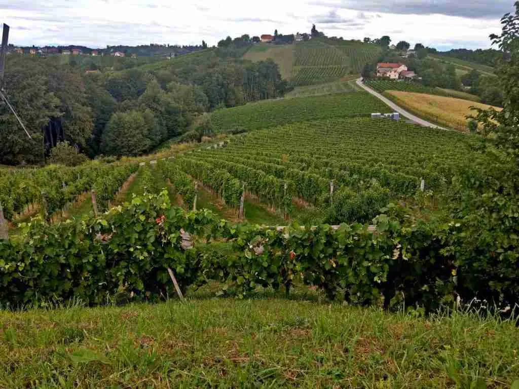 View of the vineyards ormoz