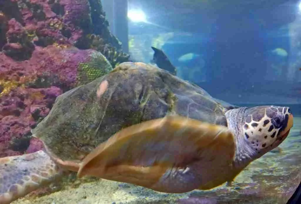 tartaruga Acquario di Genova