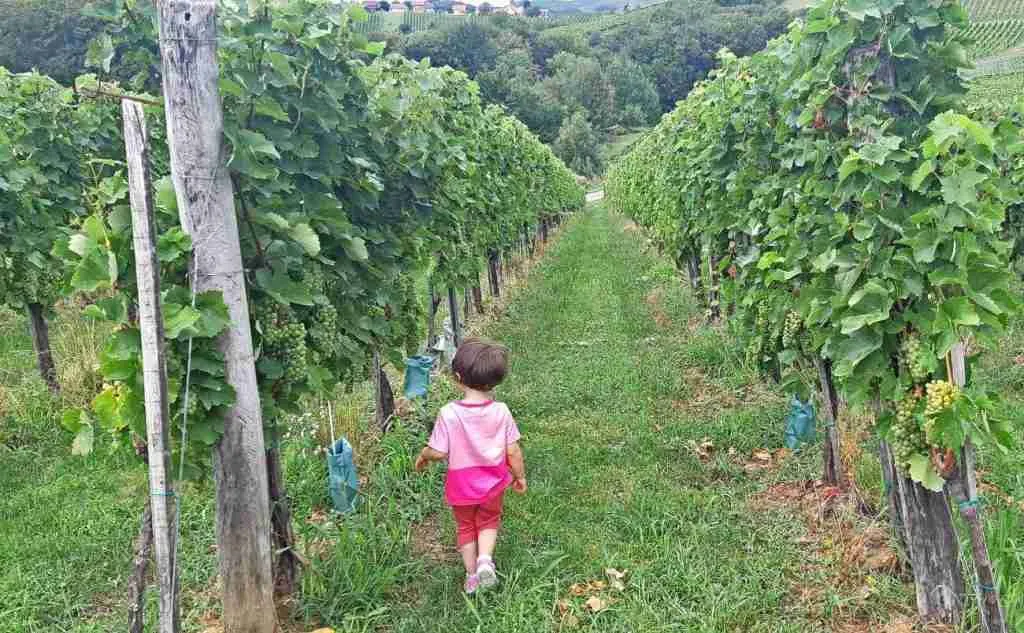 Walking among the vineyards ormoz