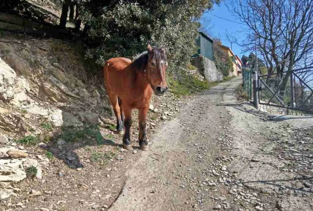 Cavalli in prossimità dell'Ostaia de Baracche Righi Genova