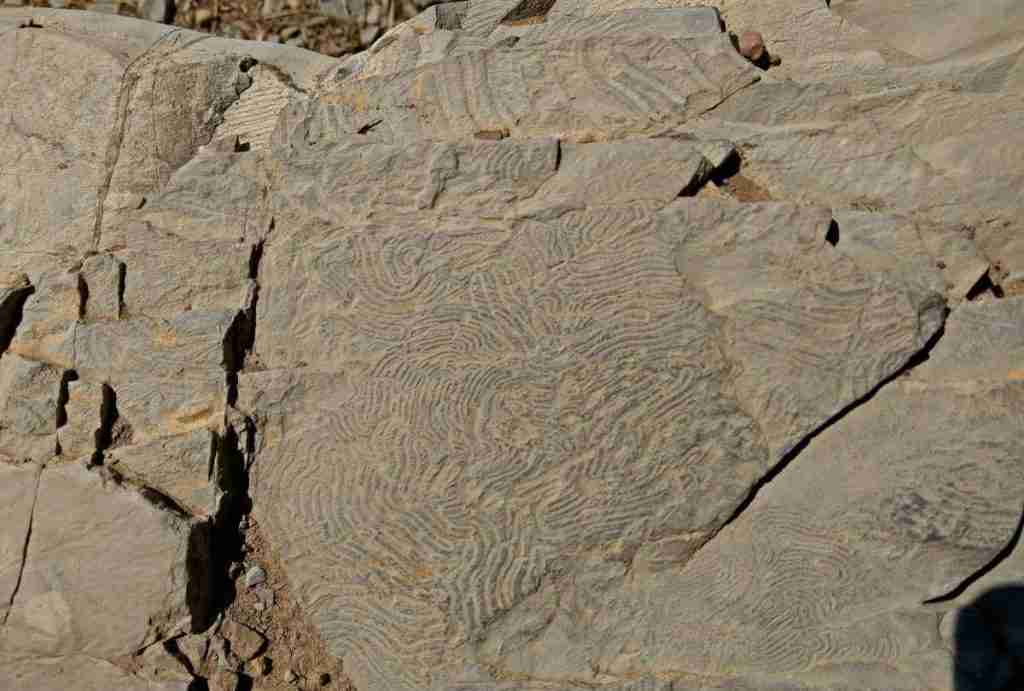 fossili di Helminthoidea Labyrinthica righi genova
