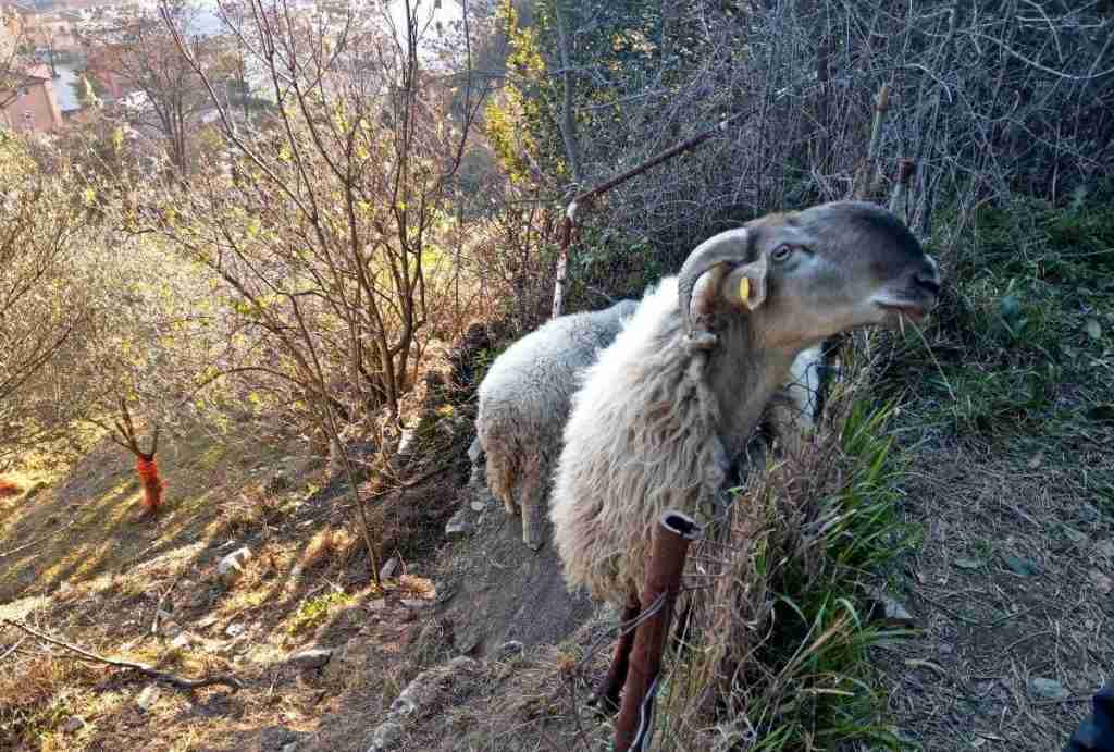 pecore sull'acquedotto storico di genova