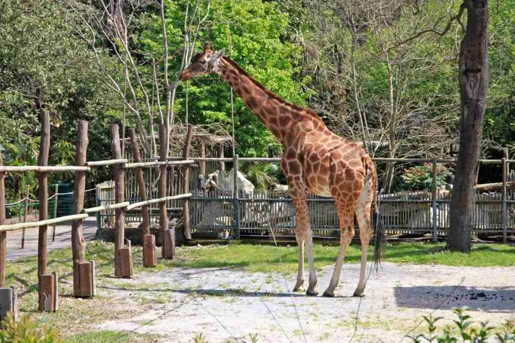 pistoia zoo giraffe