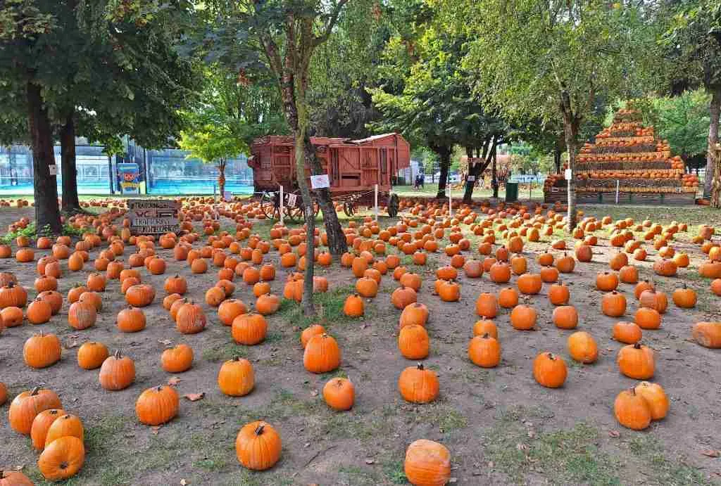 pumpkins village